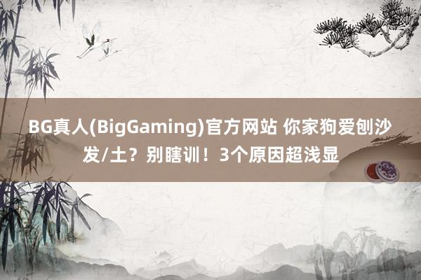 BG真人(BigGaming)官方网站 你家狗爱刨沙发/土？别瞎训！3个原因超浅显