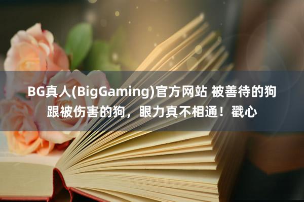 BG真人(BigGaming)官方网站 被善待的狗跟被伤害的狗，眼力真不相通！戳心
