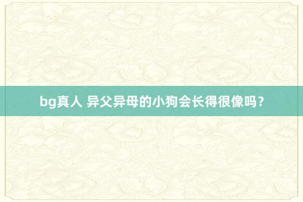 bg真人 异父异母的小狗会长得很像吗？