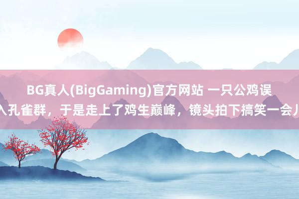 BG真人(BigGaming)官方网站 一只公鸡误入孔雀群，于是走上了鸡生巅峰，镜头拍下搞笑一会儿