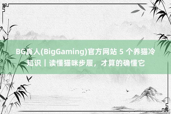BG真人(BigGaming)官方网站 5 个养猫冷知识｜读懂猫咪步履，才算的确懂它