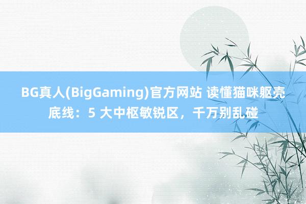 BG真人(BigGaming)官方网站 读懂猫咪躯壳底线：5 大中枢敏锐区，千万别乱碰