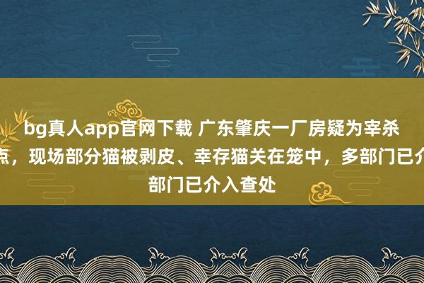 bg真人app官网下载 广东肇庆一厂房疑为宰杀猫只窝点，现场部分猫被剥皮、幸存猫关在笼中，多部门已介入查处