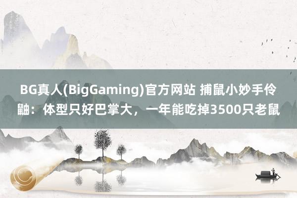 BG真人(BigGaming)官方网站 捕鼠小妙手伶鼬：体型只好巴掌大，一年能吃掉3500只老鼠