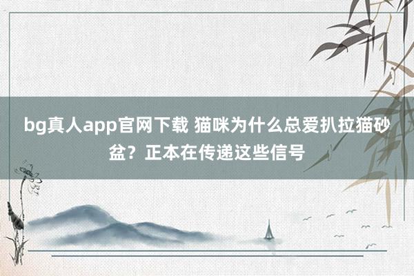 bg真人app官网下载 猫咪为什么总爱扒拉猫砂盆？正本在传递这些信号