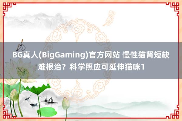 BG真人(BigGaming)官方网站 慢性猫肾短缺难根治？科学照应可延伸猫咪1
