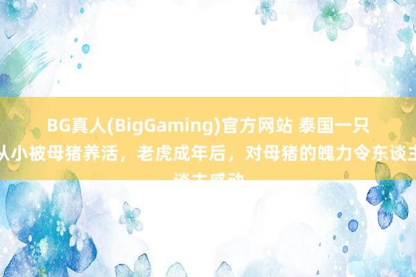BG真人(BigGaming)官方网站 泰国一只老虎从小被母猪养活，老虎成年后，对母猪的魄力令东谈主感动