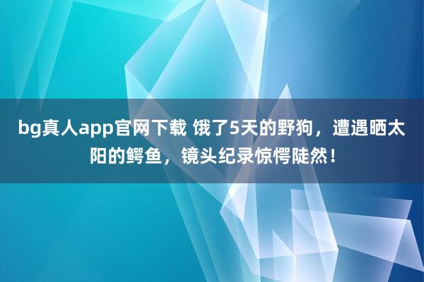 bg真人app官网下载 饿了5天的野狗，遭遇晒太阳的鳄鱼，镜头纪录惊愕陡然！