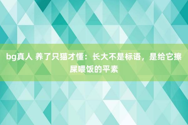 bg真人 养了只猫才懂：长大不是标语，是给它擦屎喂饭的平素