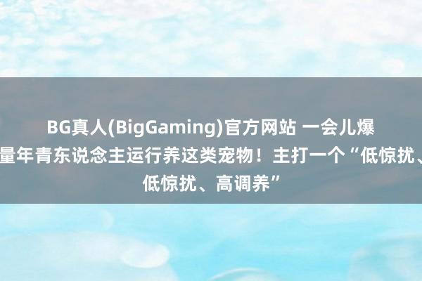 BG真人(BigGaming)官方网站 一会儿爆火！一多量年青东说念主运行养这类宠物！主打一个“低惊扰、高调养”