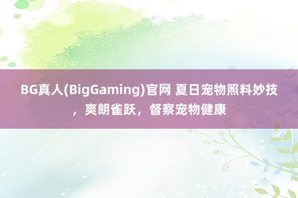 BG真人(BigGaming)官网 夏日宠物照料妙技，爽朗雀跃，督察宠物健康