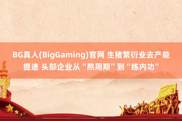 BG真人(BigGaming)官网 生猪繁衍业去产能提速 头部企业从“熬周期”到“练内功”