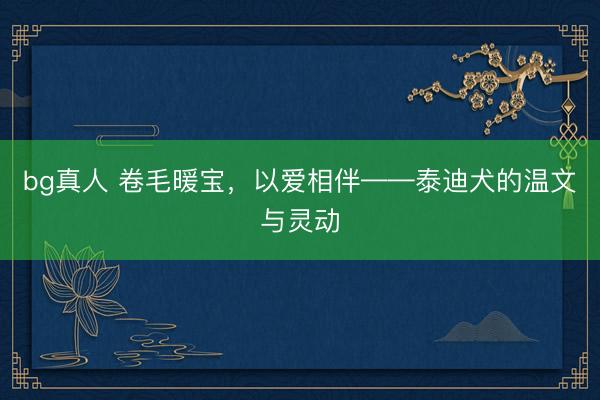 bg真人 卷毛暖宝，以爱相伴——泰迪犬的温文与灵动